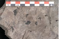 Foto (Detailansicht) von Plantae indet.  (NHMW-GEO-2024-0188-11390)